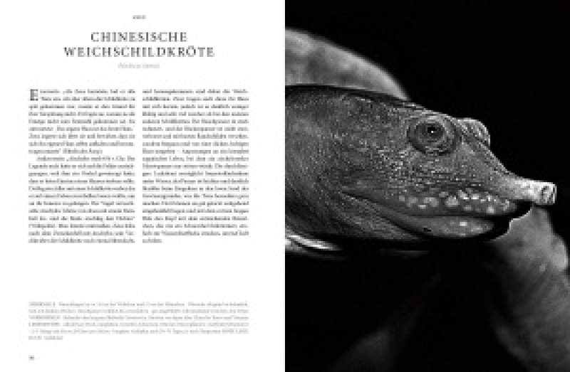 REPTILIA – Köpfe der Urzeit
